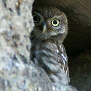 Little Owl