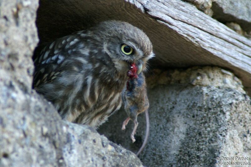 Little OwlFirst year, identification, feeding habits