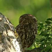 Little Owl