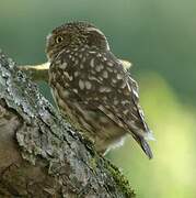 Little Owl