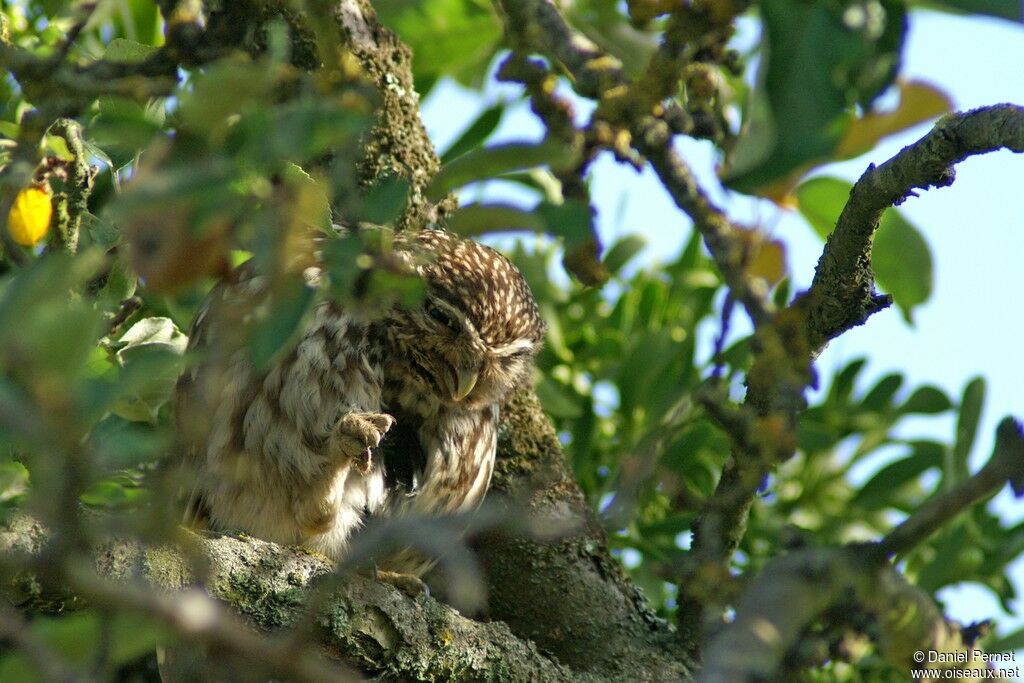 Little OwlFirst year, identification, Behaviour