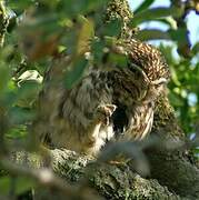 Little Owl