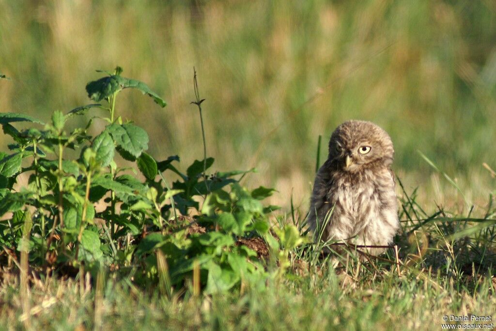 Little OwlFirst year, identification, Behaviour