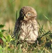 Little Owl