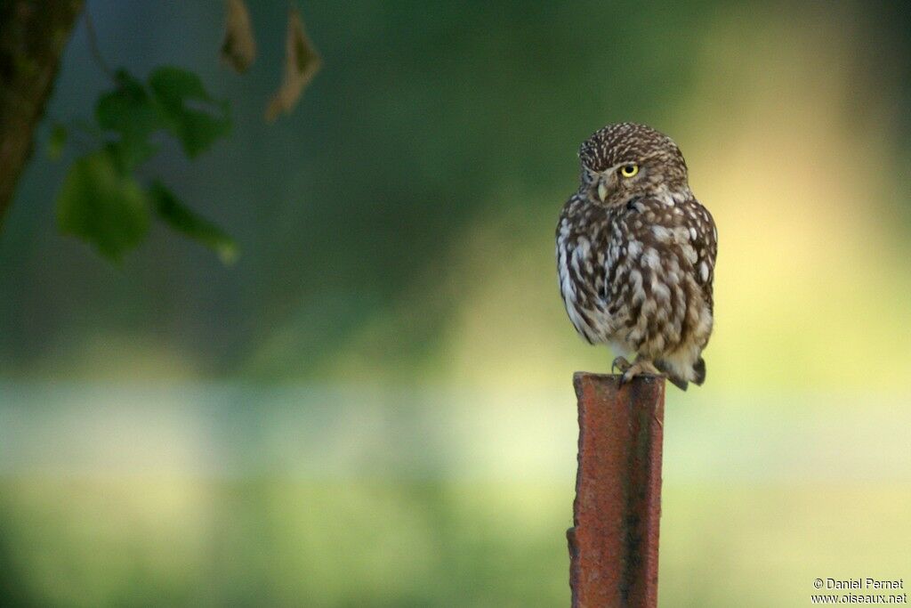 Little OwlFirst year, identification, Behaviour