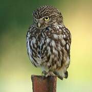 Little Owl