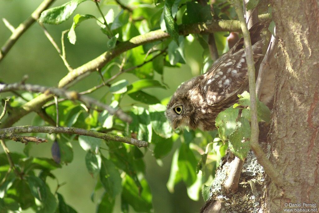 Little OwlFirst year, identification, Behaviour