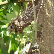 Little Owl