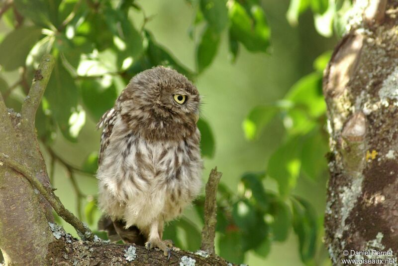 Little OwlFirst year, identification, Behaviour