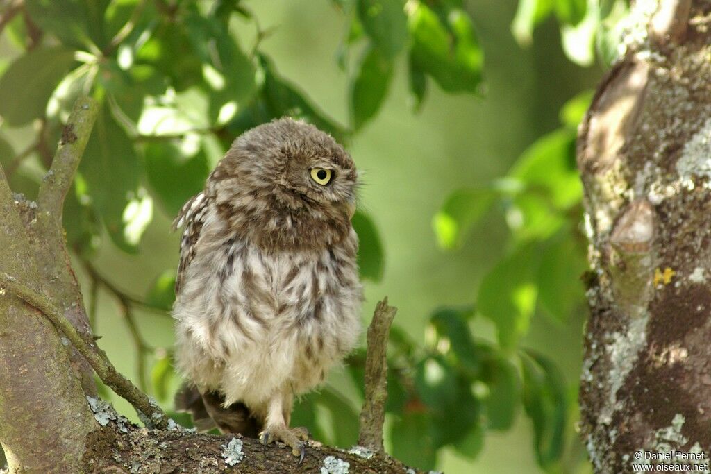 Little OwlFirst year, identification, Behaviour