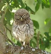 Little Owl