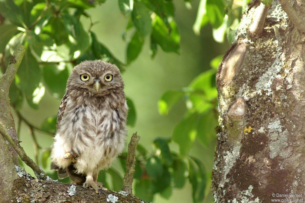 Little OwlFirst year, identification, Behaviour