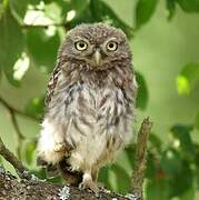 Little Owl