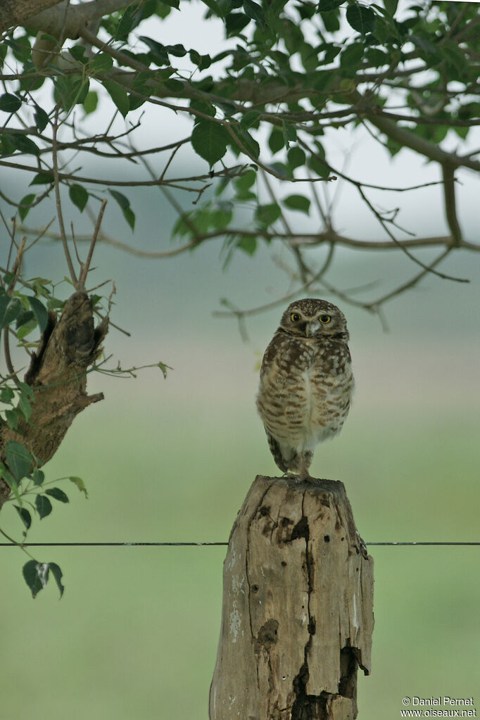 Burrowing Owladult, identification