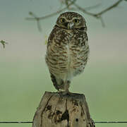 Burrowing Owl