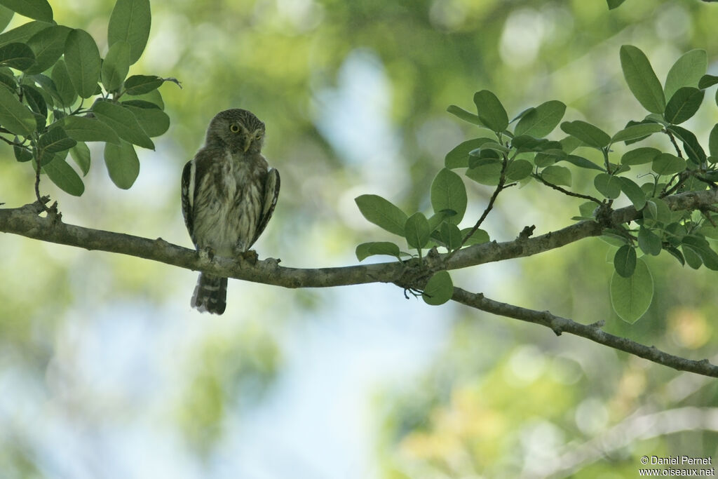 Ferruginous Pygmy Owl, identification