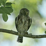 Ferruginous Pygmy Owl