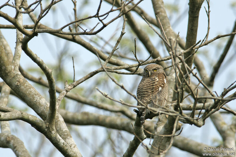 Asian Barred Owletadult, habitat