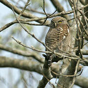 Asian Barred Owlet