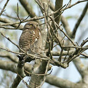 Asian Barred Owlet