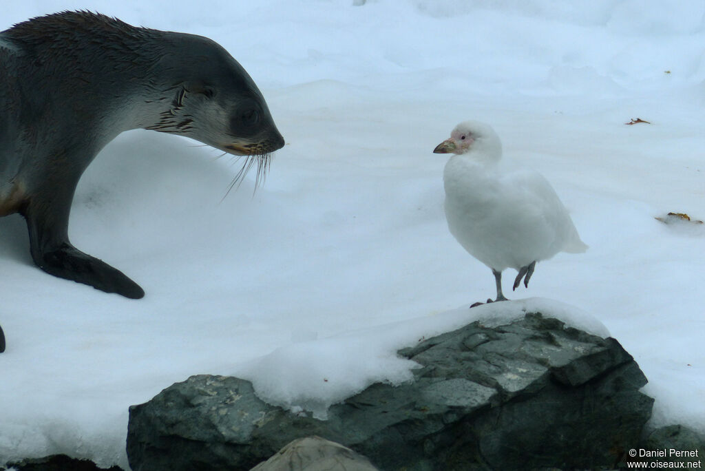 Snowy Sheathbilladult, habitat