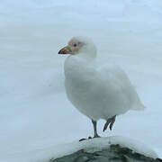 Snowy Sheathbill