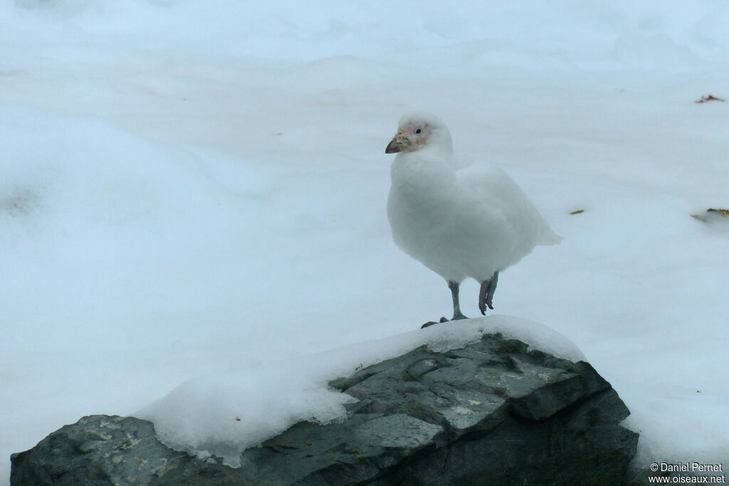 Snowy Sheathbilladult, habitat