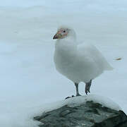 Snowy Sheathbill