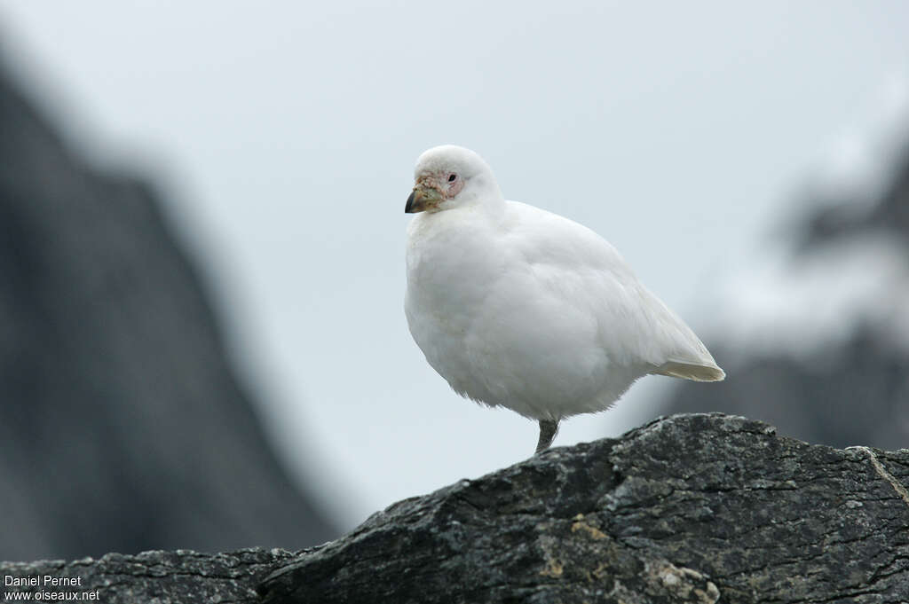 Chionis blancadulte, identification