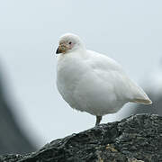 Snowy Sheathbill