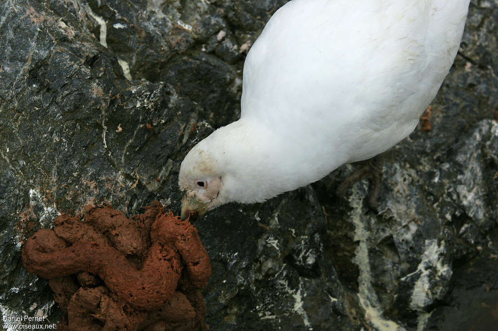 Snowy Sheathbilladult, eats