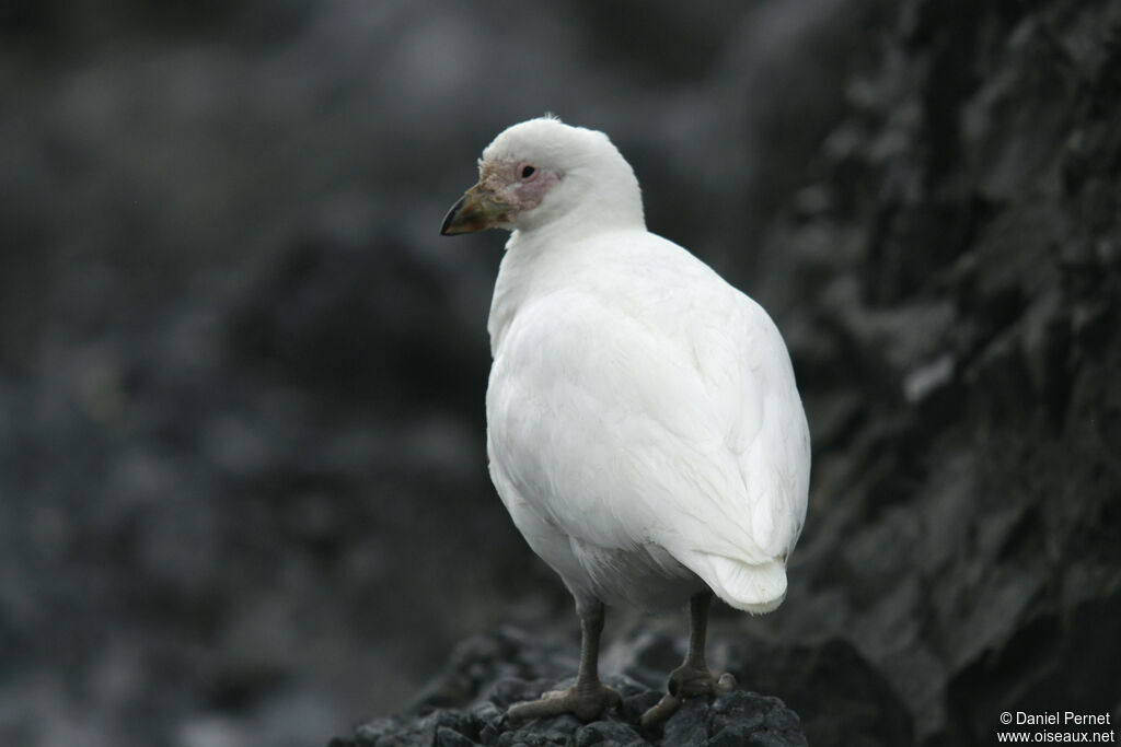 Chionis blancadulte, marche