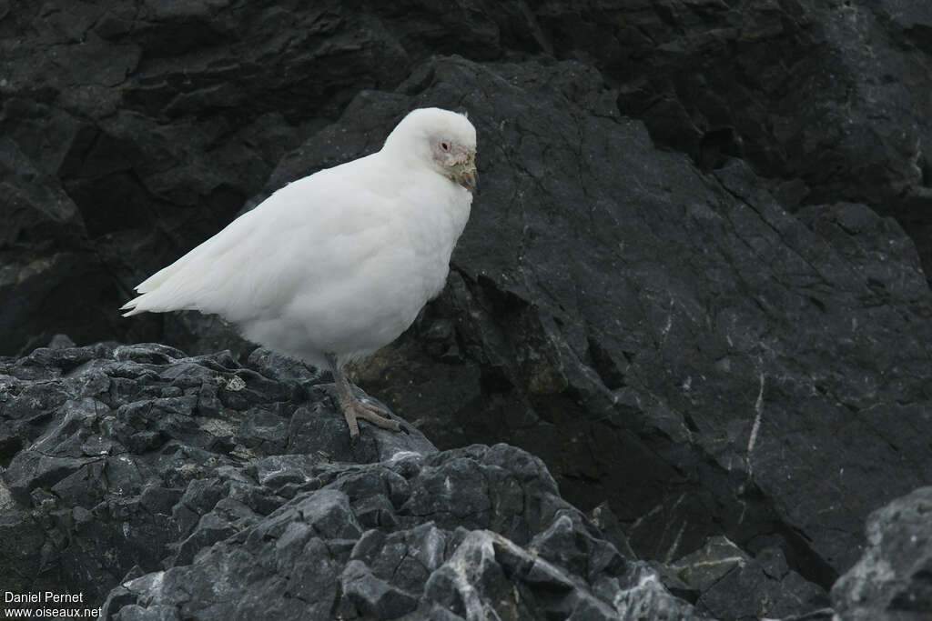 Chionis blancadulte, identification, marche