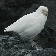 Snowy Sheathbill