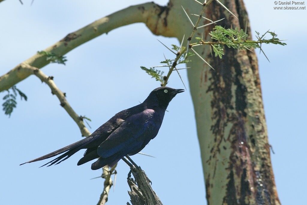 Choucador de Rüppelladulte, identification