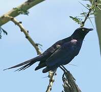 Rüppell's Starling