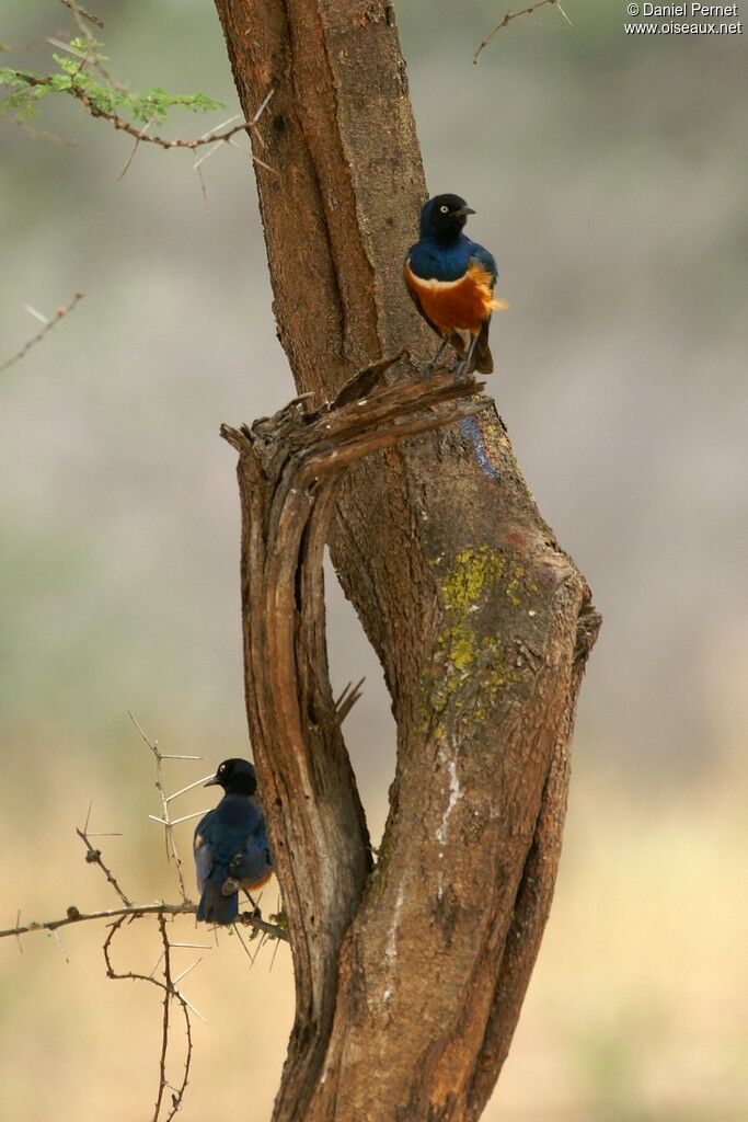 Superb Starlingadult, identification