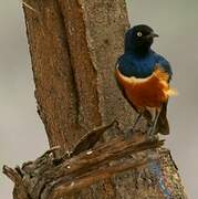 Superb Starling