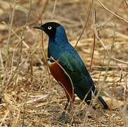 Superb Starling