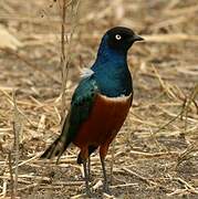 Superb Starling