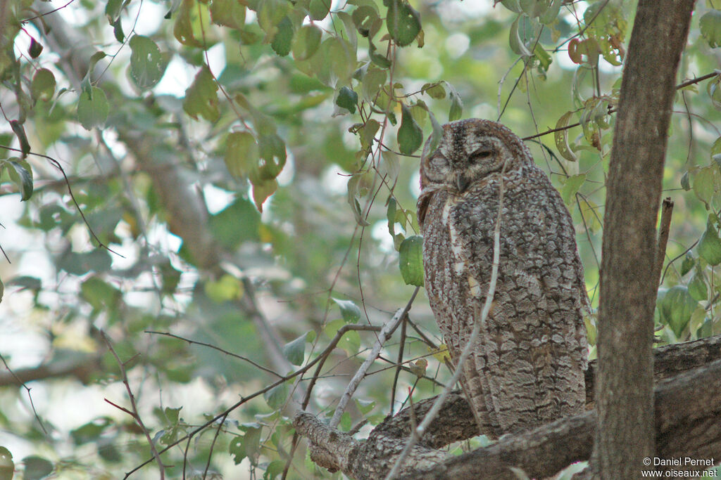 Mottled Wood Owladult, identification