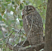 Mottled Wood Owl