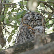 Mottled Wood Owl