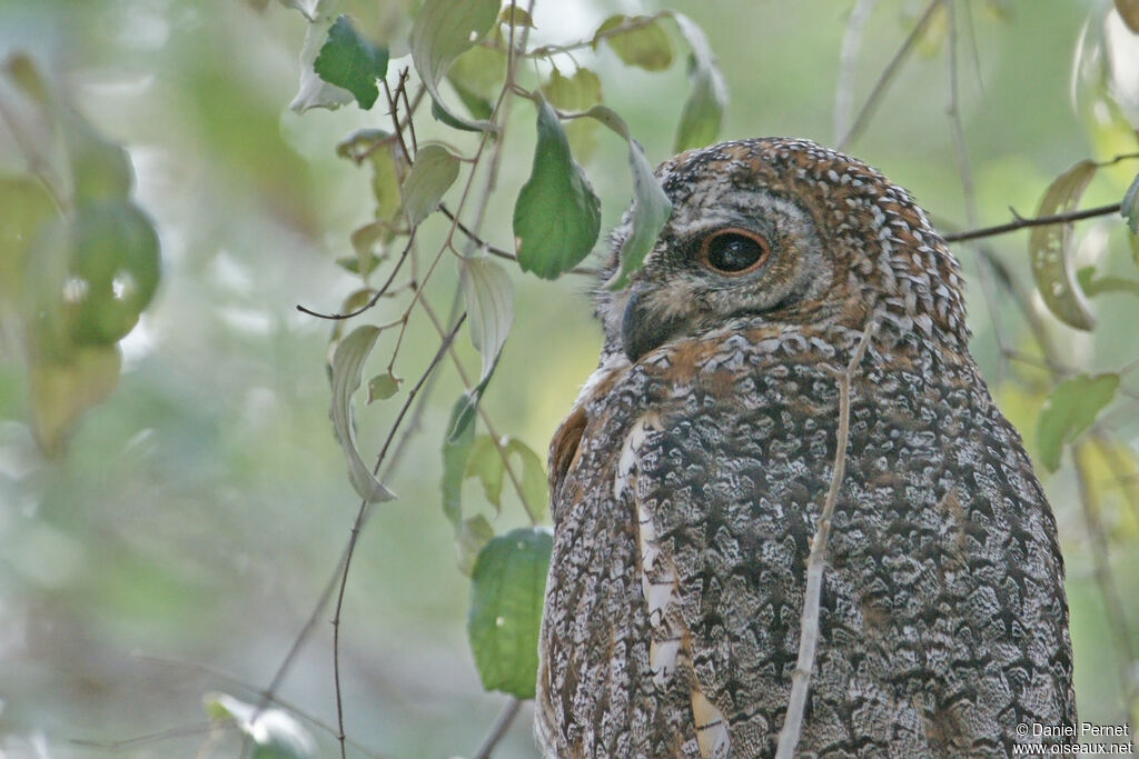 Mottled Wood Owladult, identification