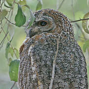 Mottled Wood Owl