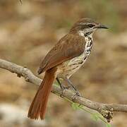 Spotted Palm Thrush