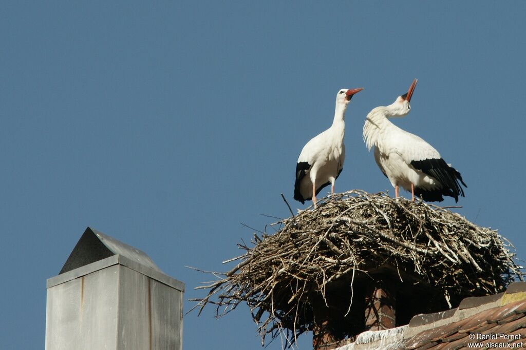 Cigogne blanche adulte nuptial, identification, Nidification, Comportement