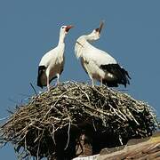 White Stork