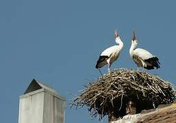 Cigogne blanche