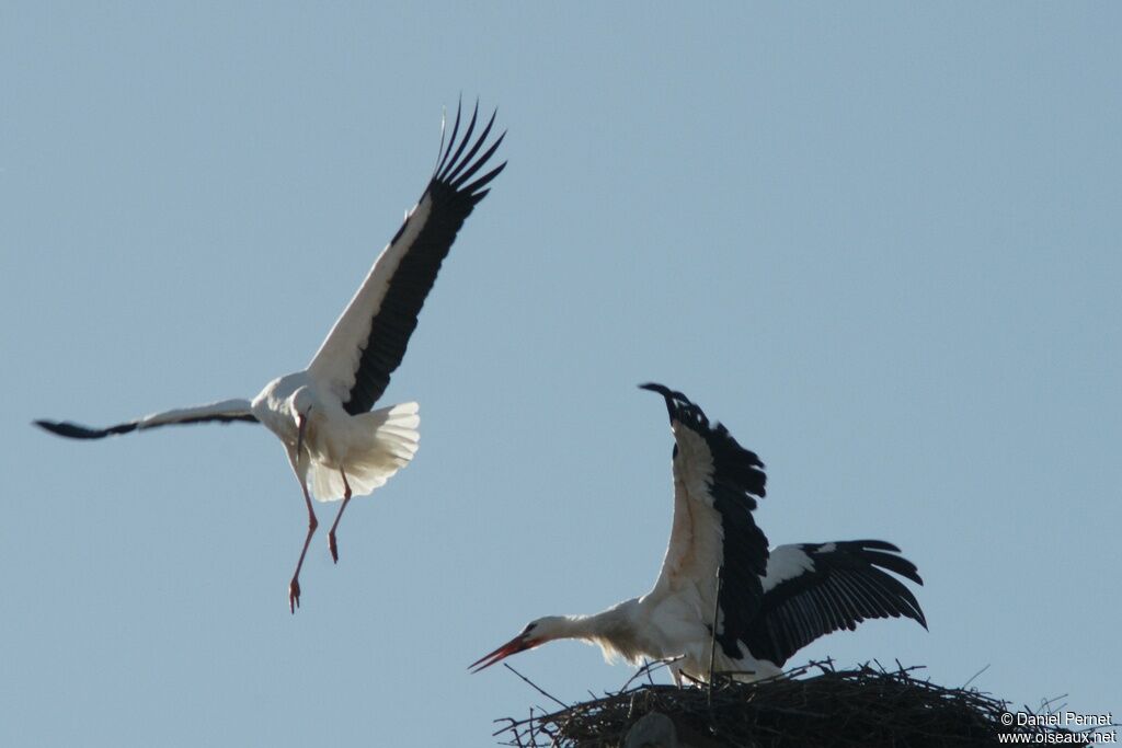 Cigogne blancheadulte nuptial, Comportement